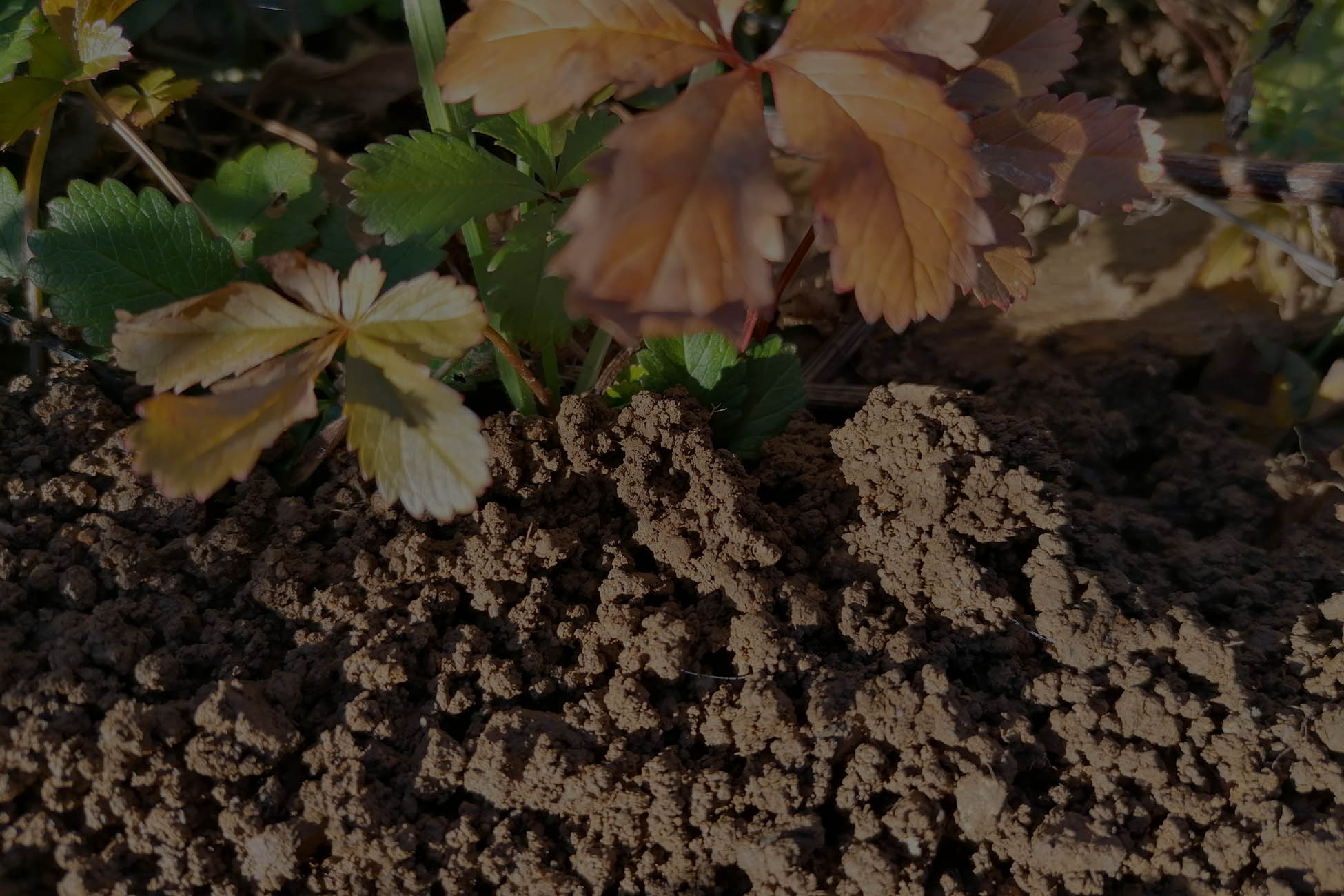 écologie urbaine pollution biodiversite positive sol vivant sol fertile nature en ville bureau d'étude environnement