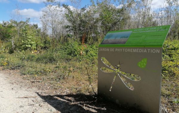 Phytoremediation écologie urbaine pollution biodiversite positive sol vivant sol fertile nature en ville bureau d'étude environnement