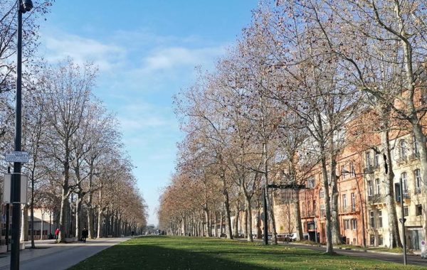 Ecologie urbaine Urban ecology plan arbre sols vivants sols fertiles Toulouse