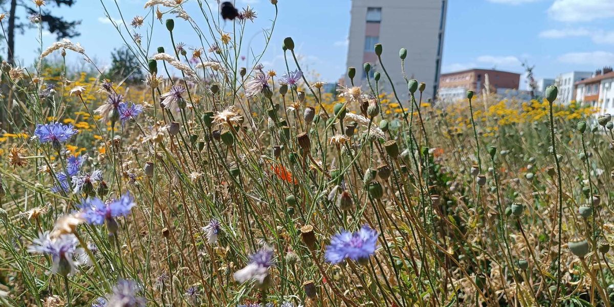 renaturation ecologie urbaine, reconquete ecologique, nature en ville, biodiversité en ville