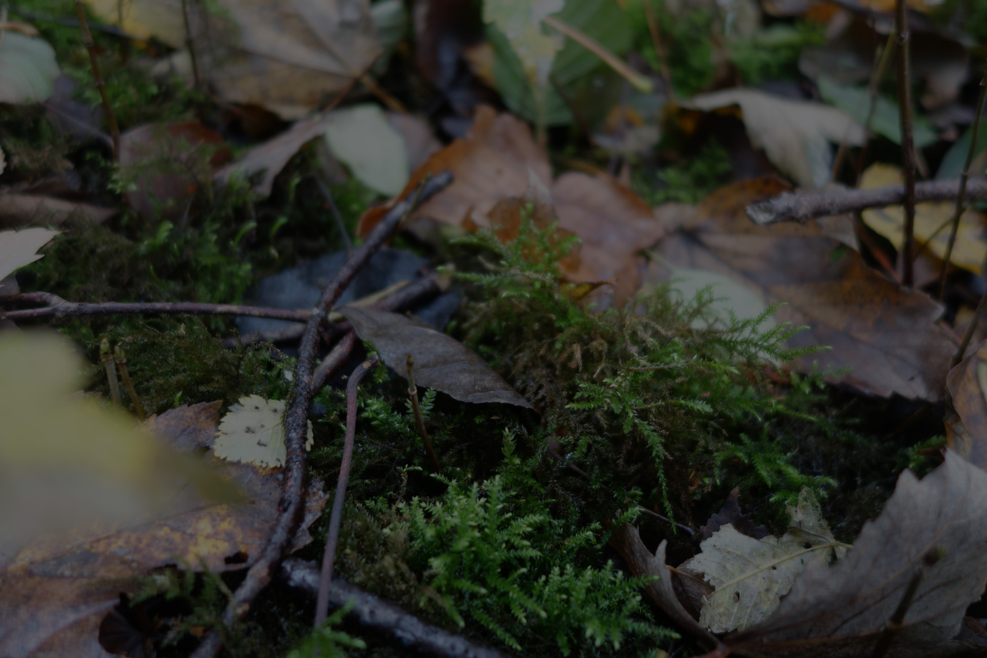 ecologie urbaine écosystèmes faune flore diagnostic