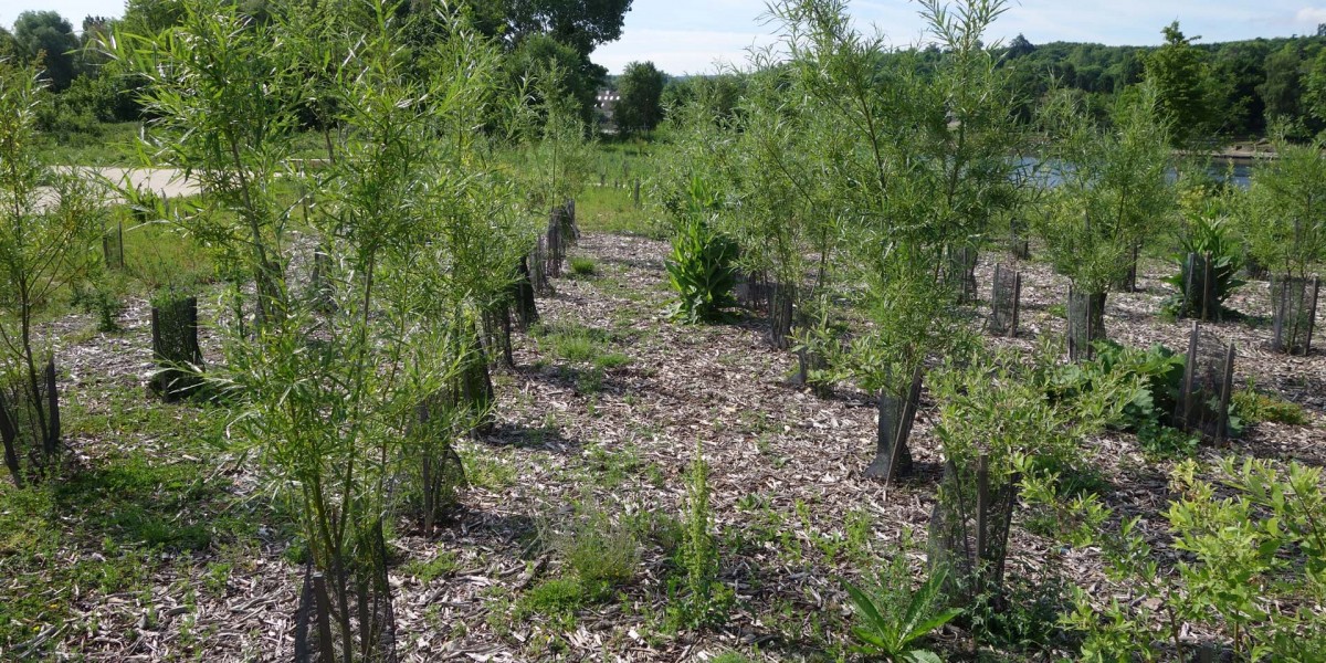 Phytoremediation