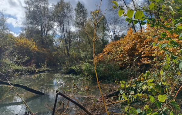 restauration-foret-humide-zone-humide-riviere-ens-baume-valentigney
